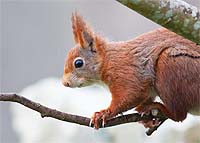 6015 Red Squirrel Chris Gilbert, Ravenseye Gallery, Peak District, Photographs, Courses